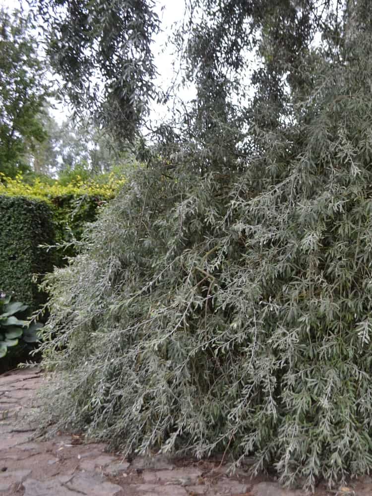 Artikelbild Hängende Wildbirne Pyrus salicifolia 'Pendula' Frucht im Online-Shop der Bohlken Baumschulen