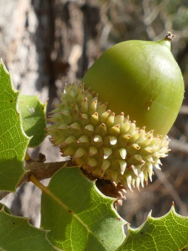 Artikelbild Zerreiche Quercus cerris Frucht im Online-Shop der Bohlken Baumschulen
