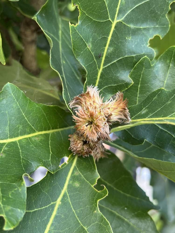 Quercus dentata 'Carl Ferris Miller', Japanische Kaisereiche 'Carl Ferris Miller' im Onlineshop der Bohlken Baumschulen