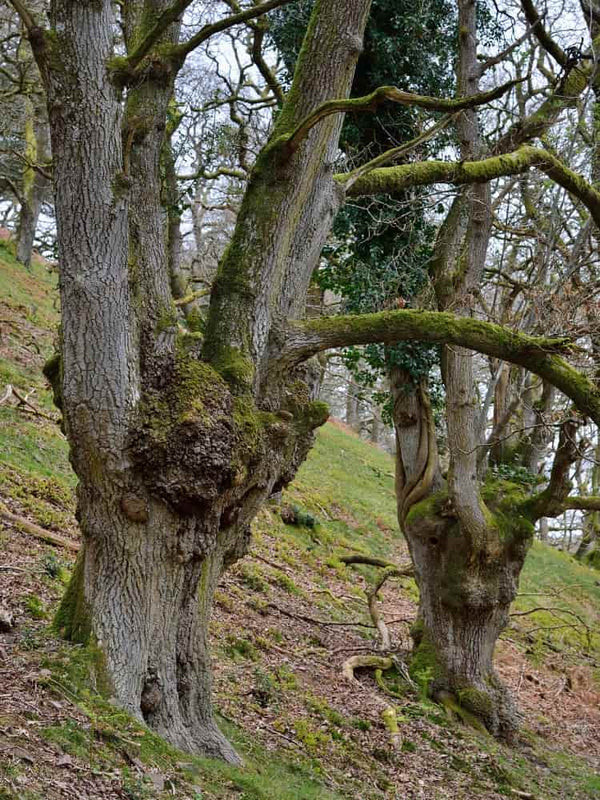 Artikelbild Traubeneiche Quercus petraea im Online-Shop der Bohlken Baumschulen