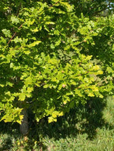 Traubeneiche | Quercus petraea im Onlineshop der Bohlken Baumschulen