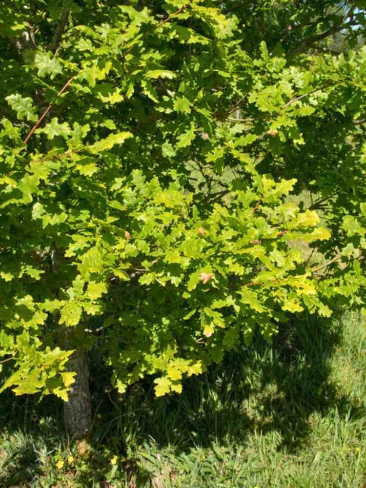 Traubeneiche | Quercus petraea im Onlineshop der Bohlken Baumschulen