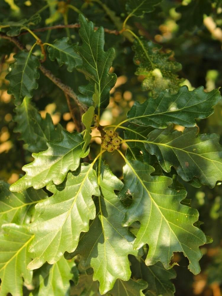 Traubeneiche | Quercus petraea im Onlineshop der Bohlken Baumschulen