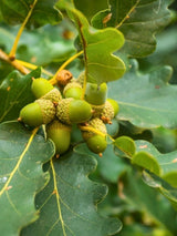 Traubeneiche | Quercus petraea im Onlineshop der Bohlken Baumschulen