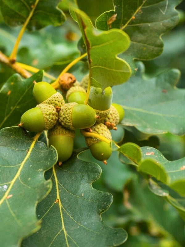Traubeneiche | Quercus petraea im Onlineshop der Bohlken Baumschulen