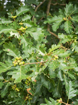 Traubeneiche | Quercus petraea im Onlineshop der Bohlken Baumschulen