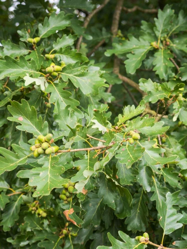 Traubeneiche | Quercus petraea im Onlineshop der Bohlken Baumschulen