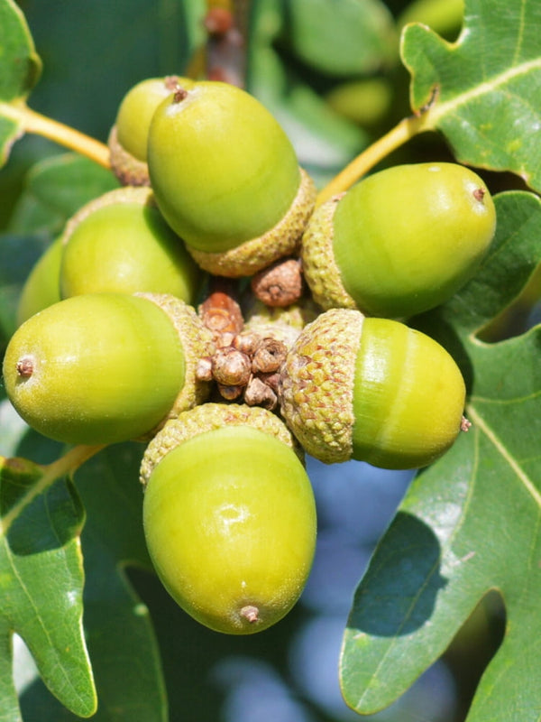 Artikelbild Traubeneiche Quercus petraea Frucht im Online-Shop der Bohlken Baumschulen