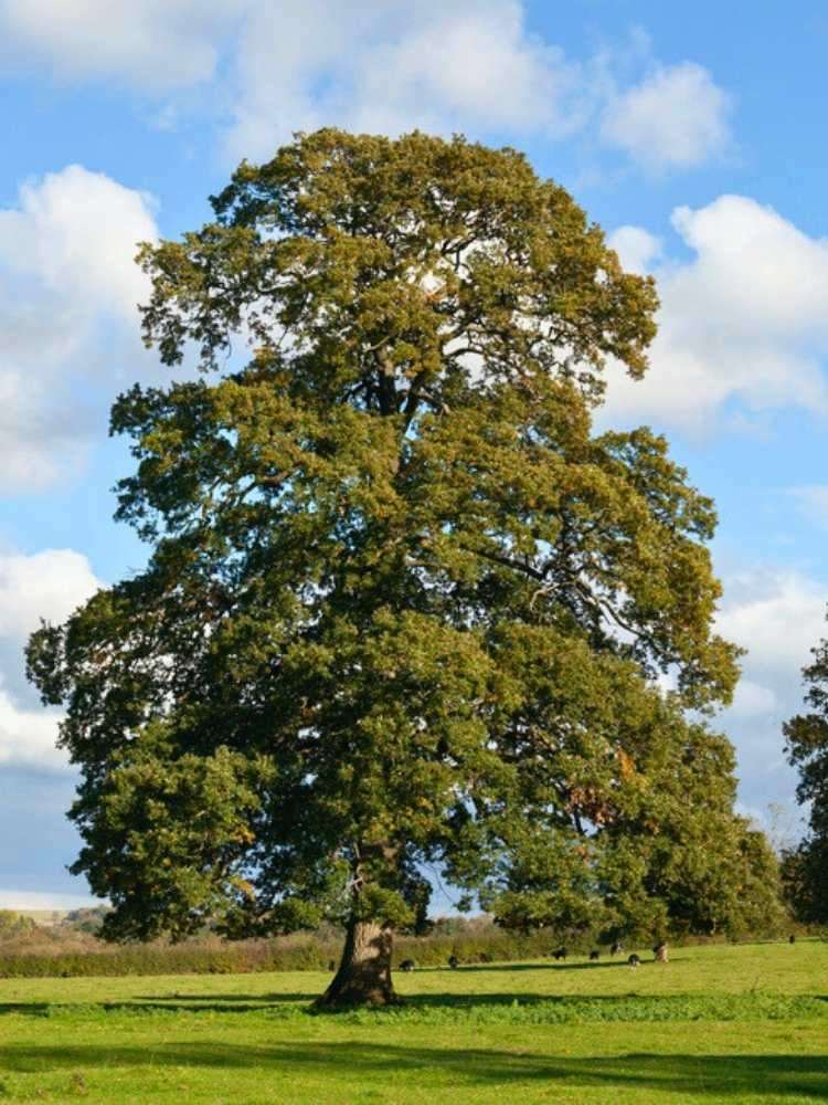 Deutsche Eiche / Stiel-Eiche | Quercus robur im Onlineshop der Bohlken Baumschulen