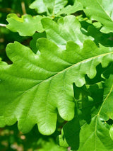 Deutsche Eiche / Stiel-Eiche | Quercus robur im Onlineshop der Bohlken Baumschulen