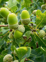 Deutsche Eiche / Stiel-Eiche | Quercus robur im Onlineshop der Bohlken Baumschulen