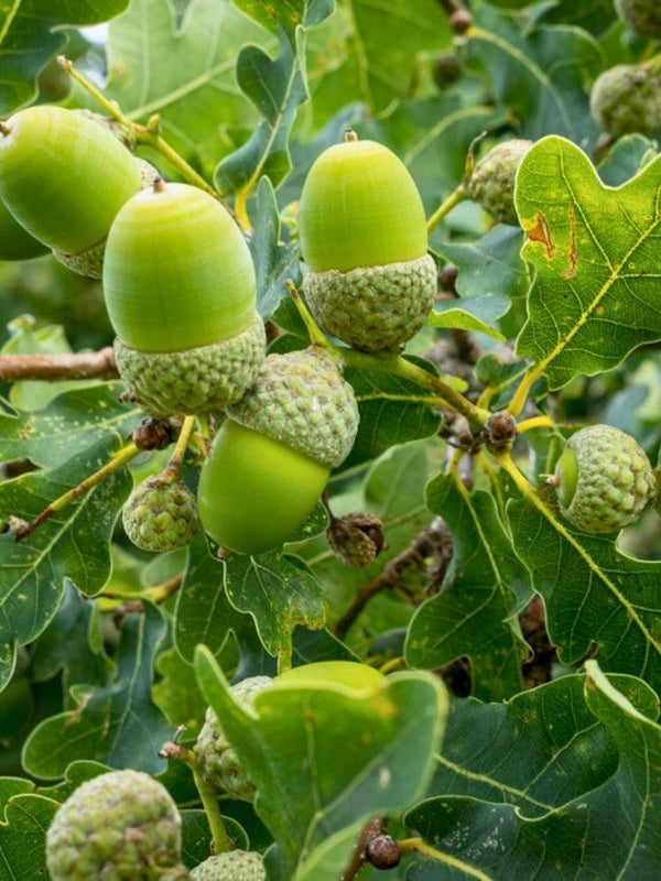 Deutsche Eiche / Stiel-Eiche | Quercus robur im Onlineshop der Bohlken Baumschulen