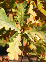 Deutsche Eiche / Stiel-Eiche | Quercus robur im Onlineshop der Bohlken Baumschulen