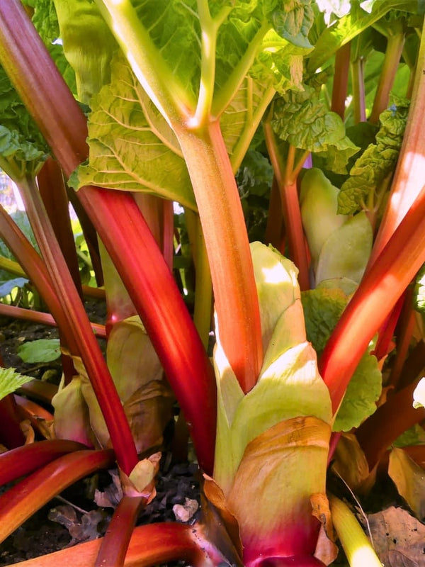 Rhabarber 'Canada Red'