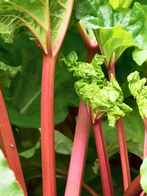 Rheum rhabarbarum 'Fulton's Strawberry Surprise' | Rhabarber im Onlineshop der Bohlken Baumschulen
