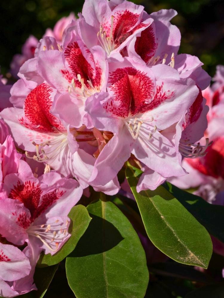 Jetzt Rhododendron 'Belami' ® online kaufen bei Bohlken Pflanzenversand –  Bohlken Pflanzenversand GbR