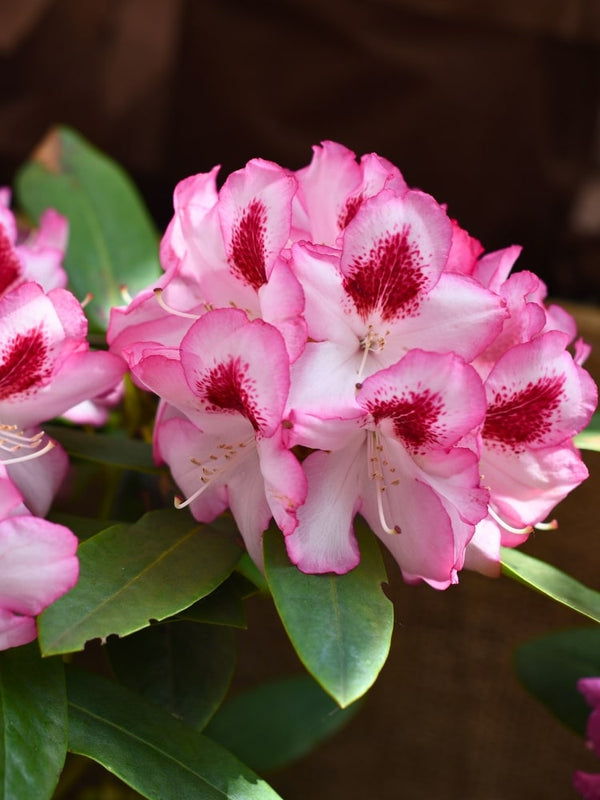 Rhododendron 'Hachmann's Charmant' ® im Onlineshop von Bohlken Pflanzenversand GbR