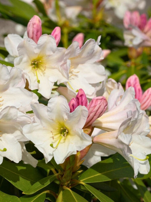 Rhododendron Hybride 'INKARHO ®-Dufthecke' weiß, Rhododendron INKARHO ® weiß Dufthecke im Onlineshop der Bohlken Baumschulen