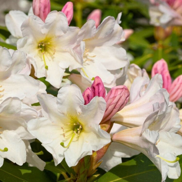Jetzt Rhododendron INKARHO ® Dufthecke weiß online kaufen bei Bohlken  Pflanzenversand – Bohlken Pflanzenversand GbR