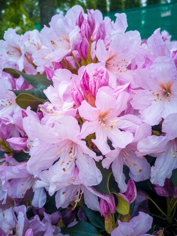 Rhododendron INKARHO ® rosa Dufthecke im Onlineshop der Bohlken Baumschulen