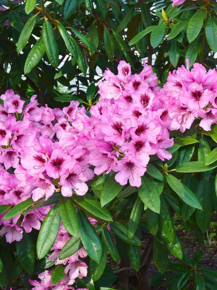 Jetzt Rhododendron 'Cassata' online kaufen bei Bohlken Pflanzenversand –  Bohlken Pflanzenversand GbR