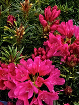 Rhododendron Grazeasy® Dark Pink, im Onlineshop der Bohlken Baumschulen