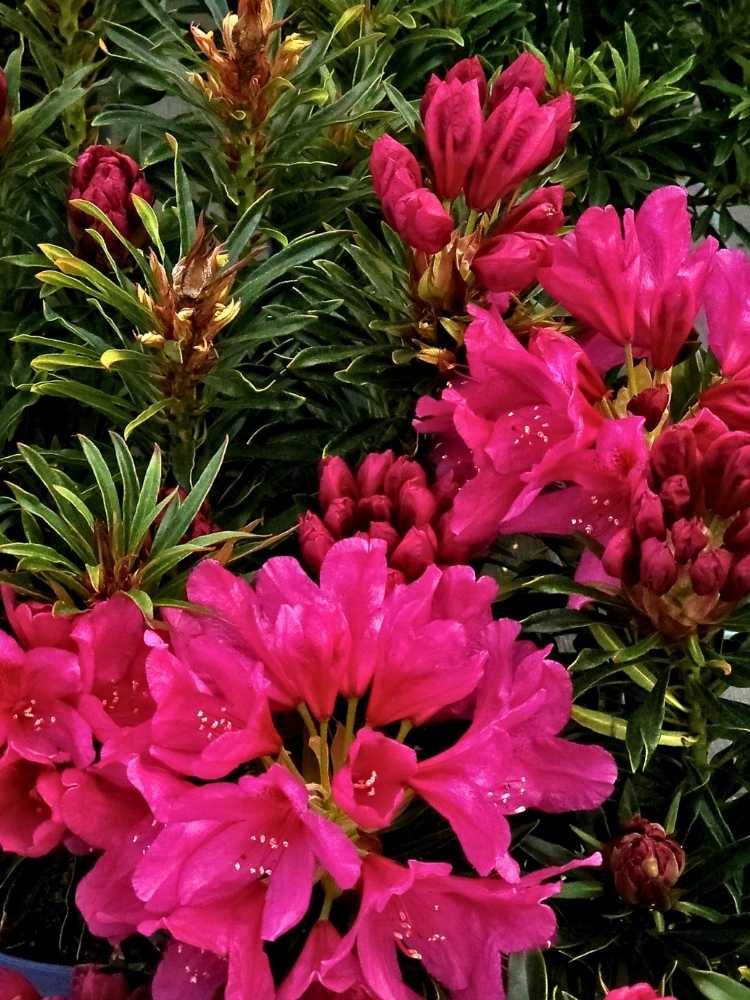 Rhododendron Grazeasy® Dark Pink, im Onlineshop der Bohlken Baumschulen