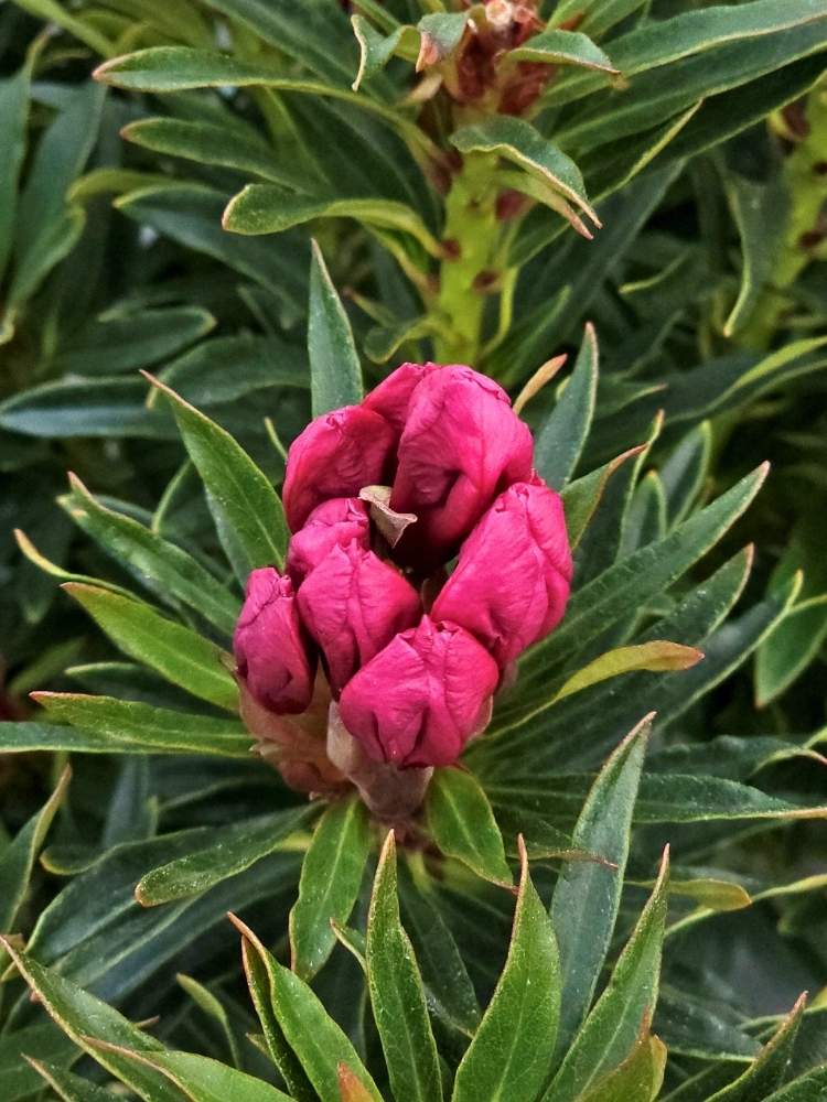 Jetzt Rhododendron Grazeasy  'Dark Pink' online kaufen bei Bohlken  Pflanzenversand  Bohlken Pflanzenversand GbR