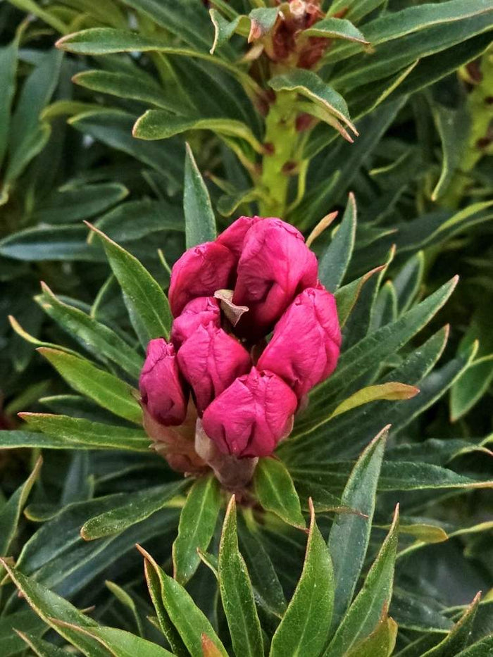 Jetzt Rhododendron Grazeasy ® 'Dark Pink' online kaufen bei Bohlken  Pflanzenversand – Bohlken Pflanzenversand GbR