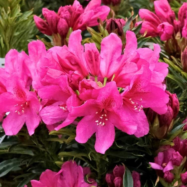 Jetzt Rhododendron Grazeasy ® 'Dark Pink' online kaufen bei Bohlken  Pflanzenversand – Bohlken Pflanzenversand GbR