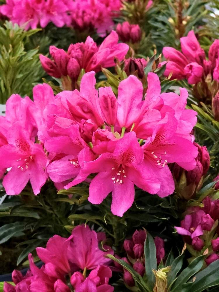 Rhododendron Grazeasy® Dark Pink, im Onlineshop der Bohlken Baumschulen