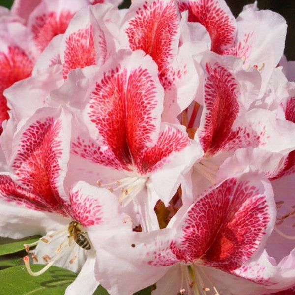 Jetzt Rhododendron 'Belami' ® online kaufen bei Bohlken Pflanzenversand –  Bohlken Pflanzenversand GbR