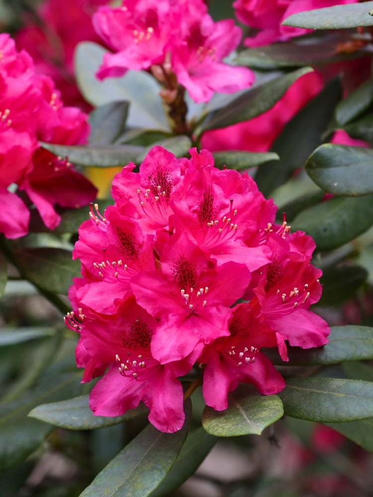 Rhododendron 'Nova Zembla' im Onlineshop von Bohlken Pflanzenversand GbR