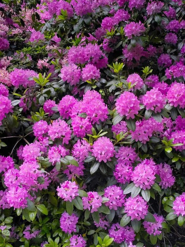 Rhododendron 'Roseum Elegans' im Onlineshop von Bohlken Pflanzenversand GbR
