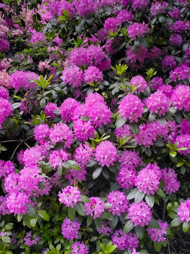Rhododendron 'Roseum Elegans' im Onlineshop von Bohlken Pflanzenversand GbR