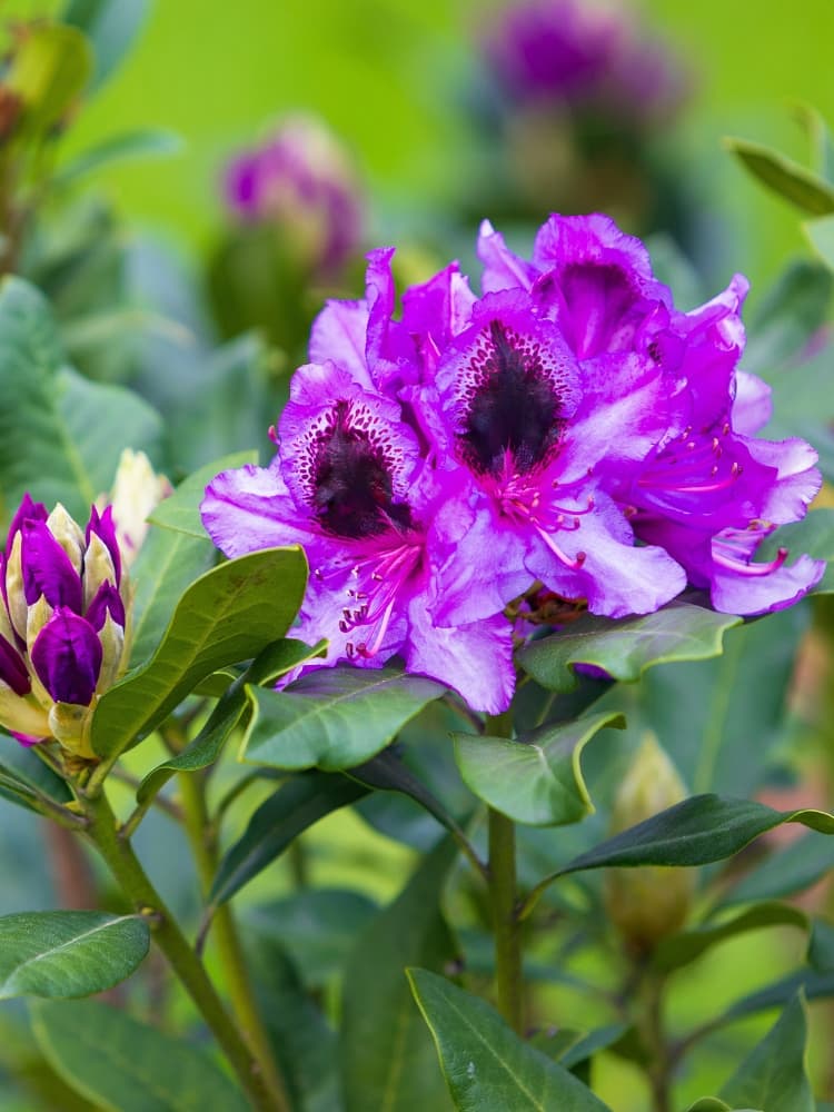 Rhododendron 'Blaue Jungs' im Onlineshop von Bohlken Pflanzenversand GbR