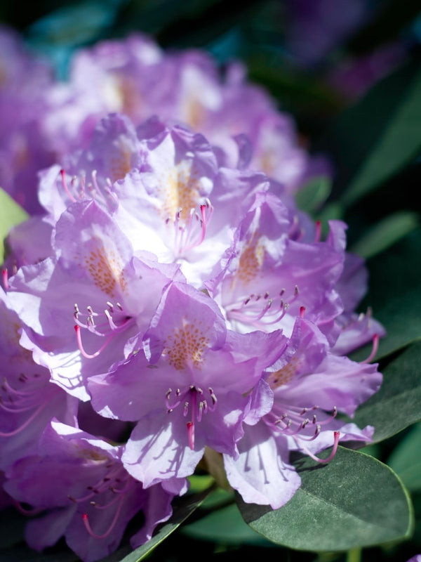 Rhododendron 'Catawbiense Grandiflorum' im Onlineshop von Bohlken Pflanzenversand GbR