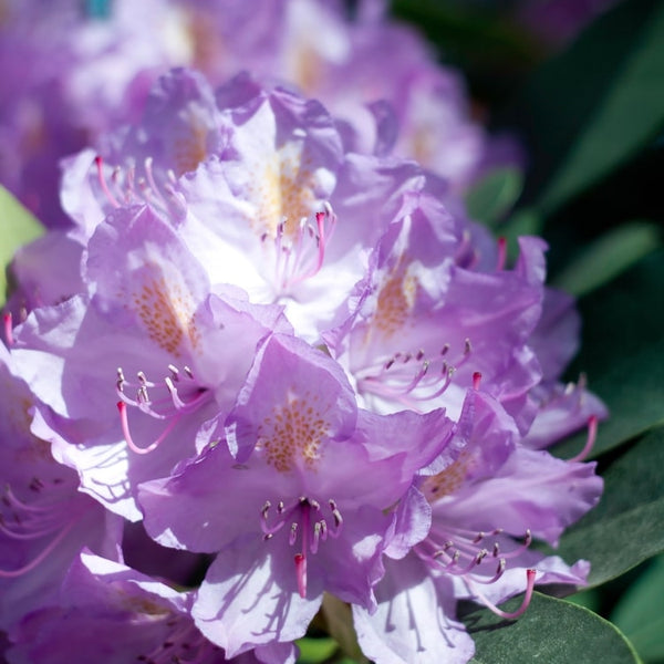 Jetzt Rhododendron 'Catawbiense Grandiflorum' online kaufen bei Bohlken  Pflanzenversand  Bohlken Pflanzenversand GbR