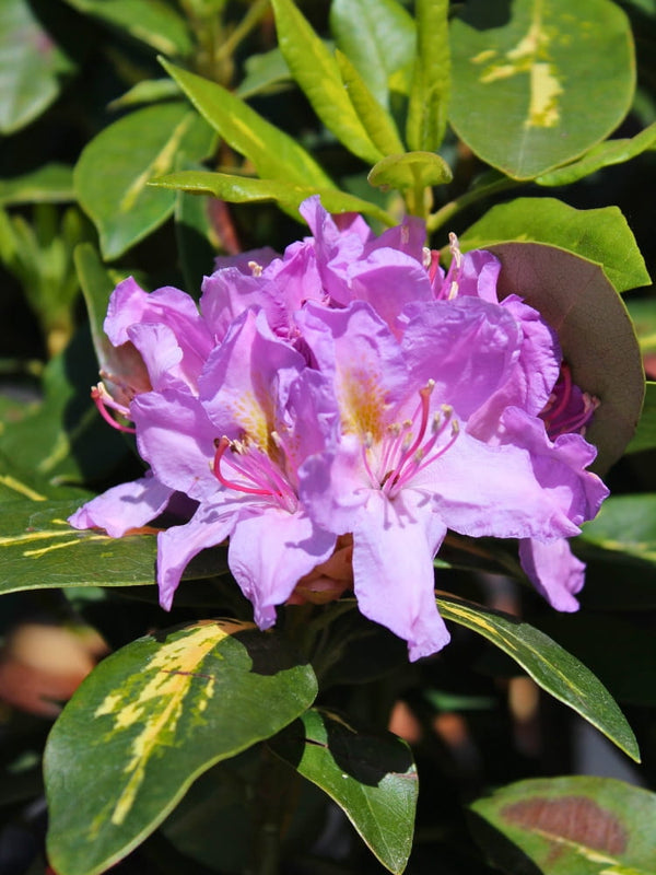 Rhododendron 'Goldflimmer' im Onlineshop von Bohlken Pflanzenversand GbR