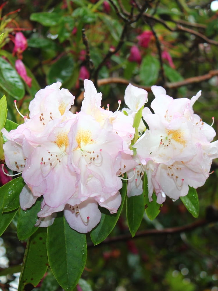 Rhododendron 'Gomer Waterer' im Onlineshop von Bohlken Pflanzenversand GbR