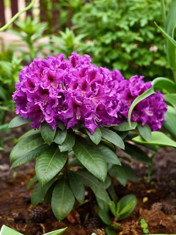 Rhododendron 'Rasputin' im Onlineshop von Bohlken Pflanzenversand GbR