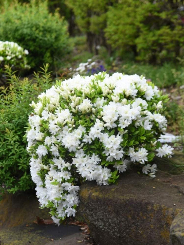 Rhododendron obtusum 'Feenkissen' ®, Japanische Azalee 'Feenkissen' ® im Onlineshop der Bohlken Baumschulen