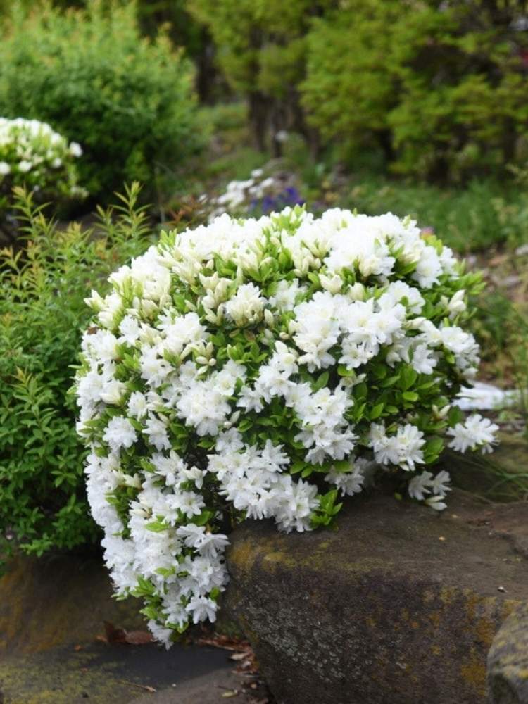Rhododendron obtusum 'Feenkissen' ®, Japanische Azalee 'Feenkissen' ® im Onlineshop der Bohlken Baumschulen