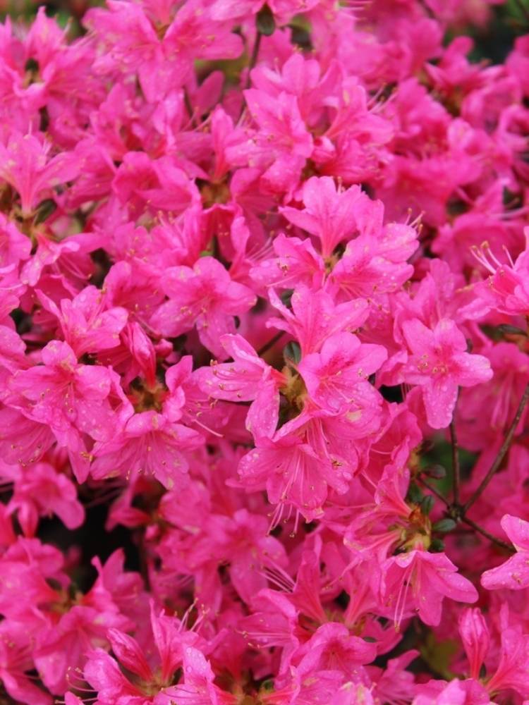 Rhododendron obtusum 'Kermesina', Japanische Azalee 'Kermesina' im Onlineshop der Bohlken Baumschulen