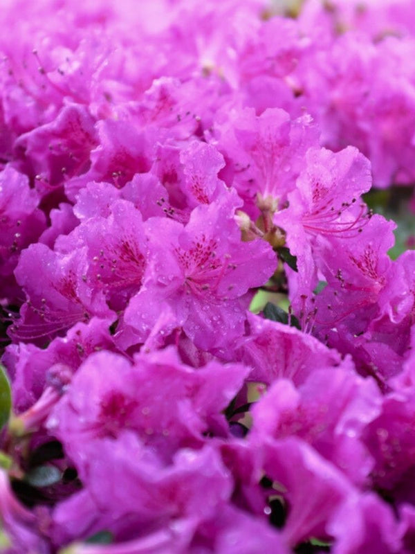 Rhododendron obtusum 'Königstein', Japanische Azalee 'Königstein' im Onlineshop der Bohlken Baumschulen