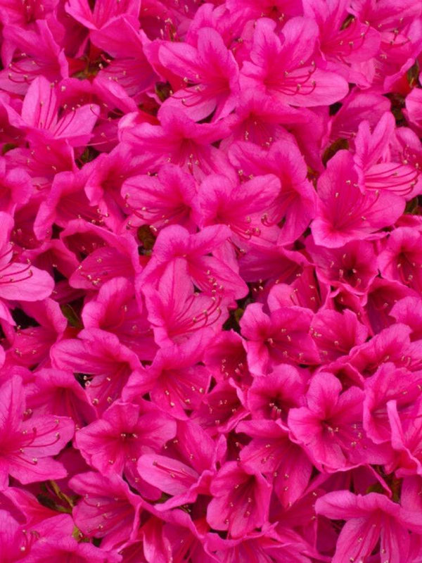 Rhododendron obtusum 'Michiko', Japanische Azalee 'Michiko' im Onlineshop der Bohlken Baumschulen