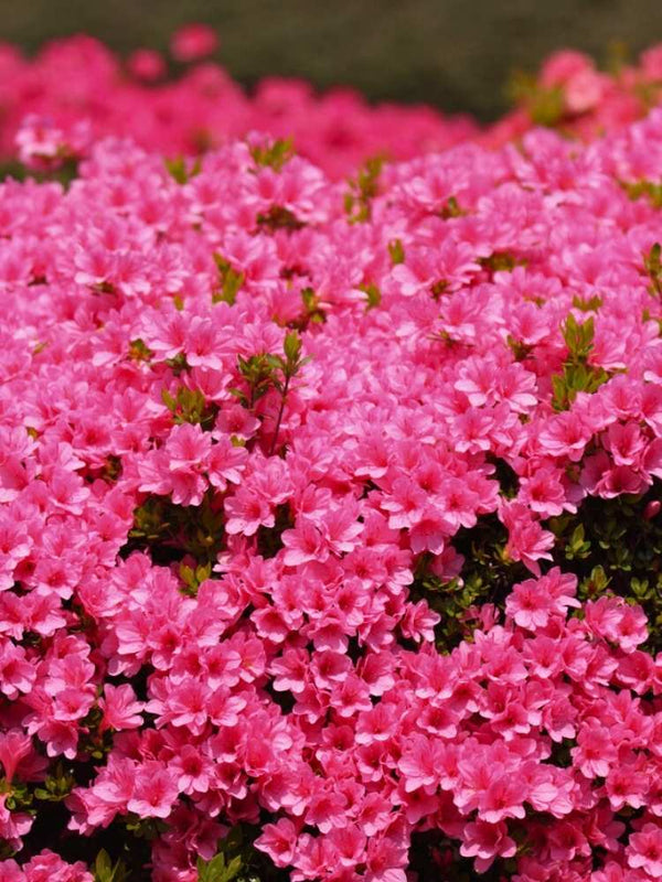 Japanische Azalee 'Petticoat' ®, Rhododendron obtusum 'Petticoat' ® im Onlineshop der Bohlken Baumschulen
