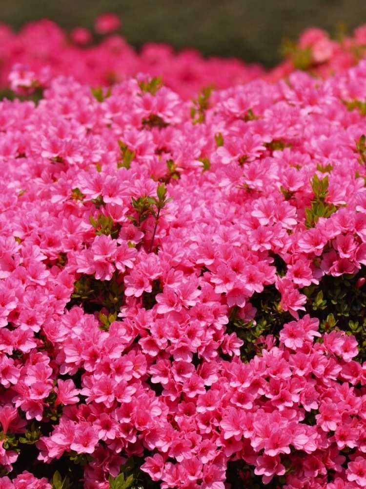 Japanische Azalee 'Petticoat' ®, Rhododendron obtusum 'Petticoat' ® im Onlineshop der Bohlken Baumschulen