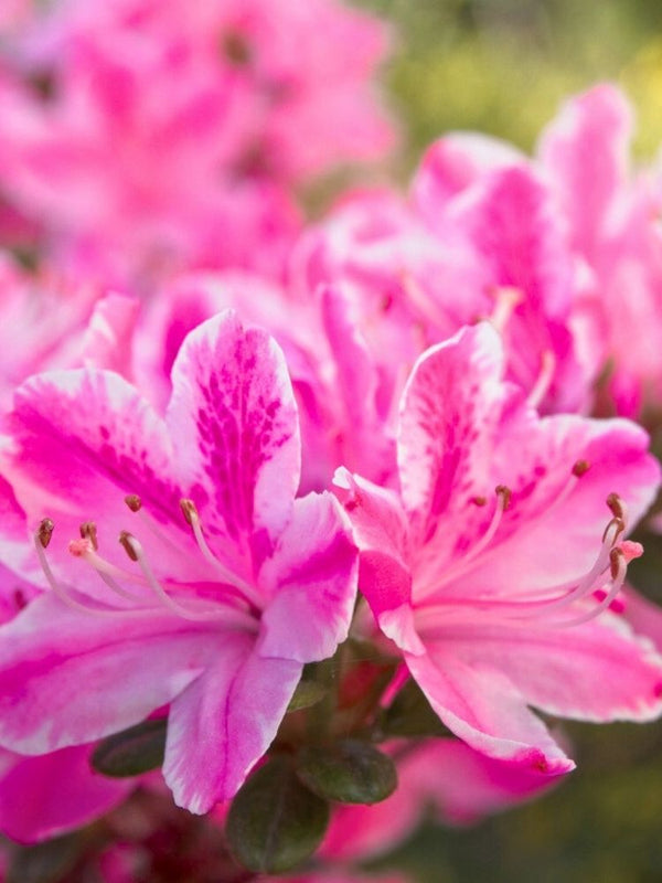 Rhododendron obtusum 'Pink Poetry' ®, Japanische Azalee 'Pink Poetry' ® im Onlineshop der Bohlken Baumschulen