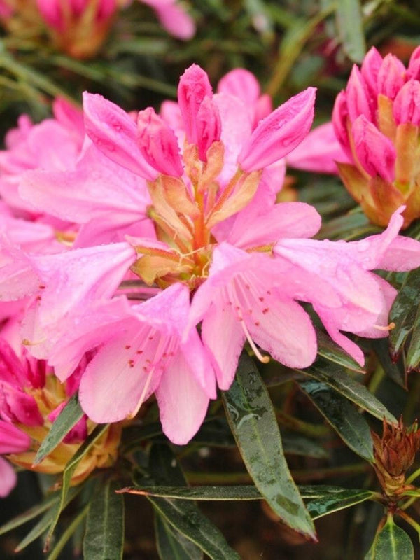 Rhododendron ponticum 'Graziella' im Onlineshop der Bohlken Baumschulen